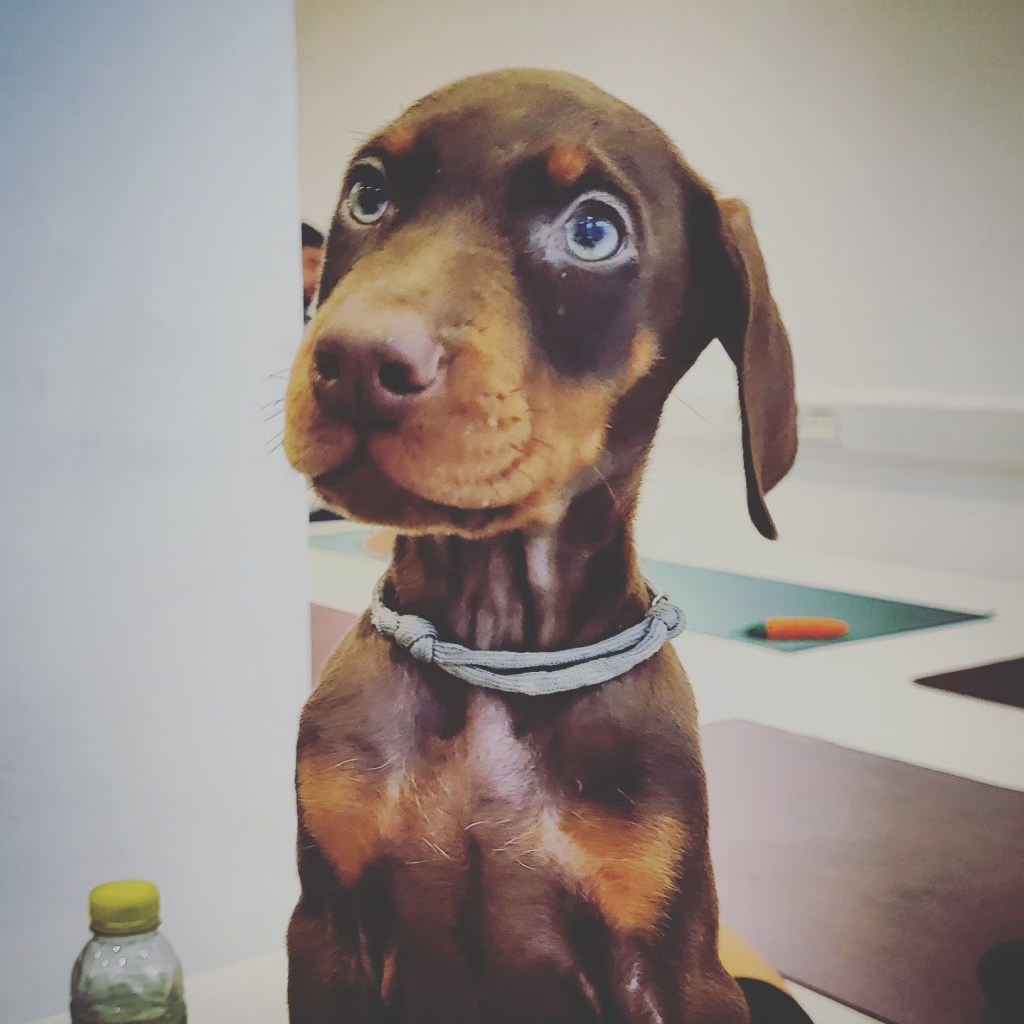 Puppy Yoga – it’s&nbsp;real!